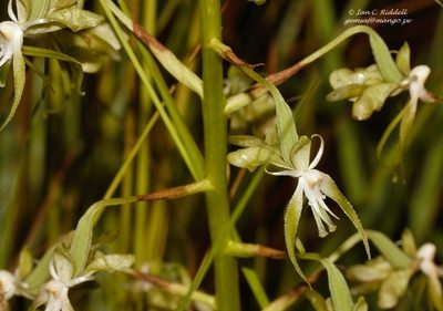 Habenaria schimperiana, photographed by i_c_riddell