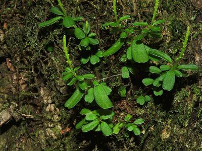 Peperomia nakaharae, photographed by Jacy Chen