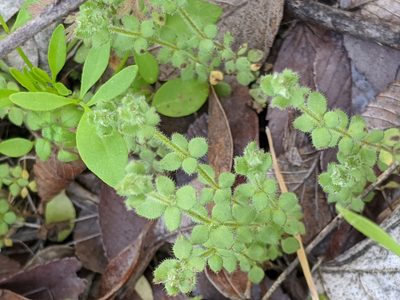 Galium texense, photographed by Alison Northup