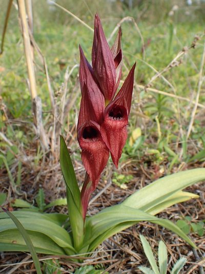 Serapias orientalis, photographed by Katerina Kalogerini
