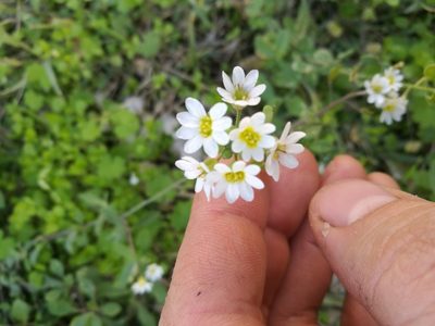 Berteroa mutabilis, photographed by viridian
