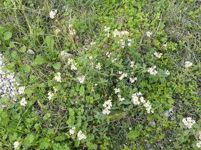 Berteroa mutabilis, photographed by viridian