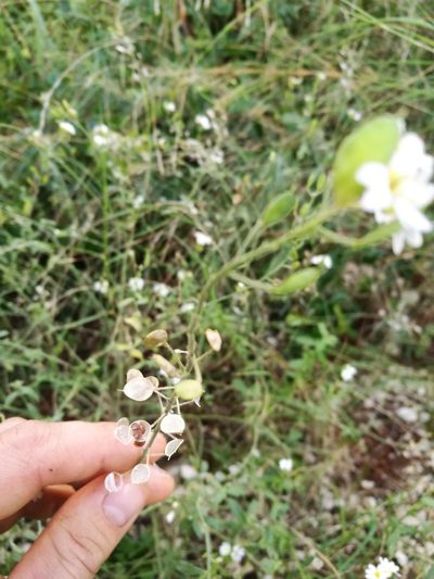 Berteroa mutabilis, photographed by viridian