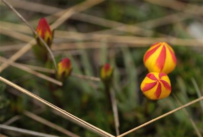 Gentianella hirculus, photographed by ajott