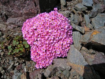 Androsace alpina, photographed by Karsten Rohweder