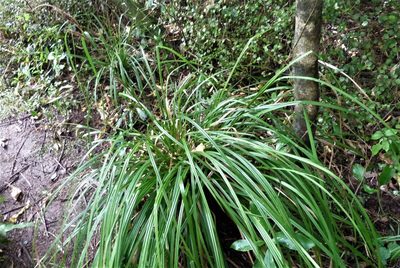 Carex forsteri, photographed by Colin Meurk