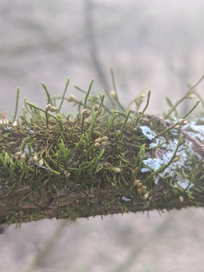 Cryphaea glomerata, photographed by John Abrams
