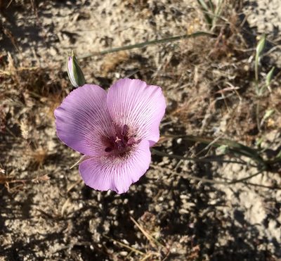 Calochortus striatus, photographed by nmoorhatch