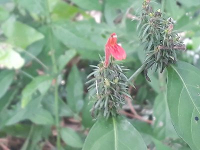 Justicia brasiliana, photographed by Fernando Sessegolo