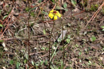 Helenium brevifolium, photographed by Lauren McLaurin