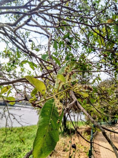 Terminalia arjuna, photographed by Chandu Bandi