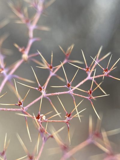 Oxytheca watsonii, photographed by Matt Berger