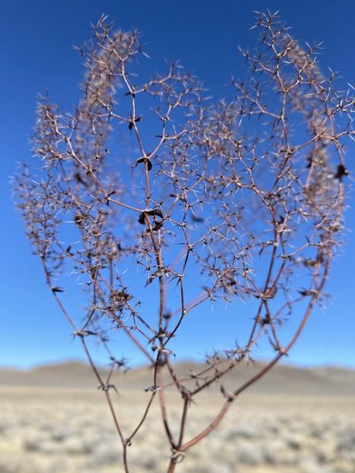 Oxytheca watsonii, photographed by Matt Berger