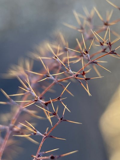 Oxytheca watsonii, photographed by Matt Berger