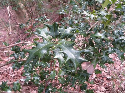 Osmanthus heterophyllus, photographed by Marco Mussita