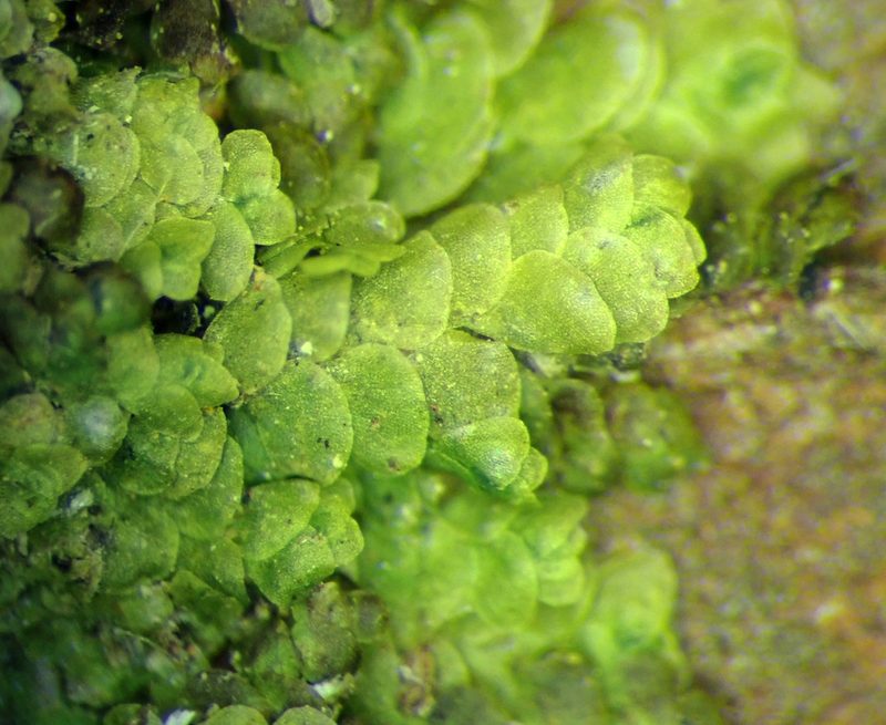 Lejeunea hodgsoniana, photographed by Peter de Lange