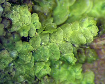 Lejeunea hodgsoniana, photographed by Peter de Lange