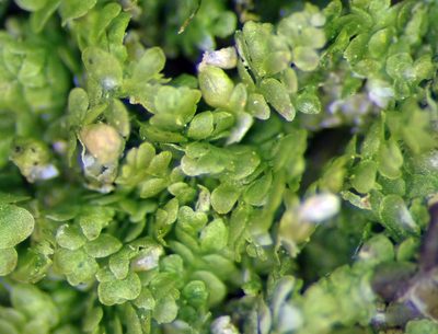 Lejeunea oracola, photographed by Peter de Lange