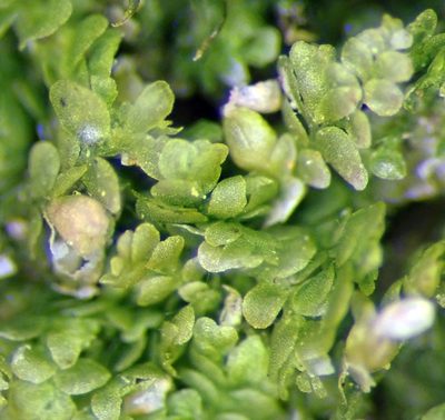 Lejeunea oracola, photographed by Peter de Lange
