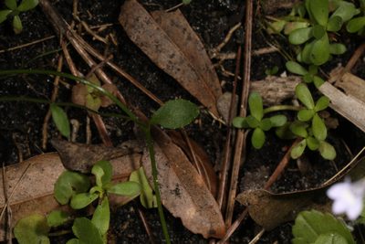 Lobelia feayana, photographed by Judy Gallagher