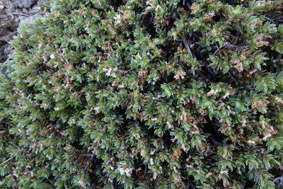 Pimelea notia, photographed by John Barkla