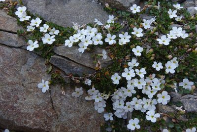Lobelia glaberrima, photographed by John Barkla