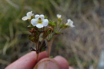 Euphrasia australis, photographed by John Barkla
