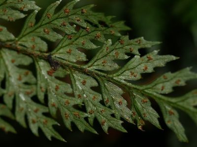 Polystichum silvaticum, photographed by Leon Perrie