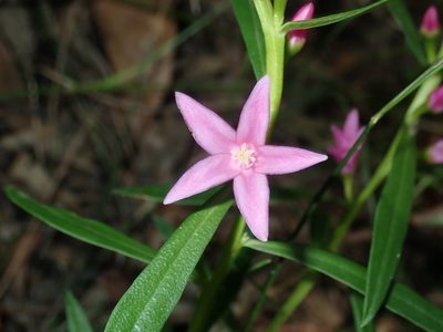 Crowea saligna, photographed by Thomas Mesaglio