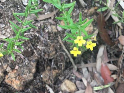 Goodenia heterophylla, photographed by Thomas Mesaglio