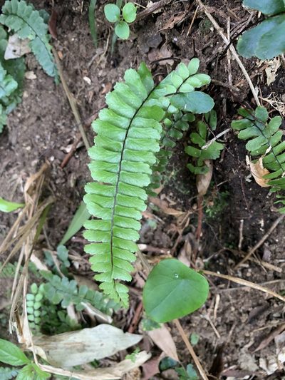 Asplenium normale, photographed by 呂一起(Lyu yi-chi)