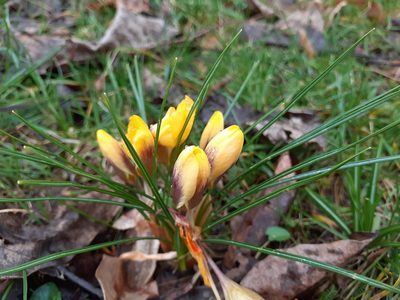 Crocus chrysanthus, photographed by Robert H. Wardell