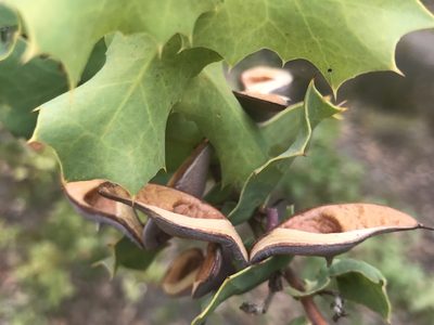 Hakea prostrata, photographed by Ann Bentley