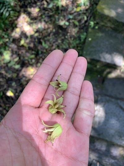Stauntonia obovata, photographed by 呂一起(Lyu yi-chi)