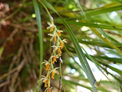 Earina aestivalis, photographed by Jacqui Geux