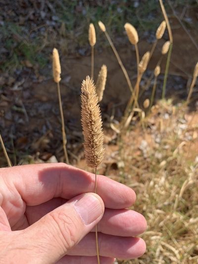 Phalaris minor, photographed by Dave Richardson