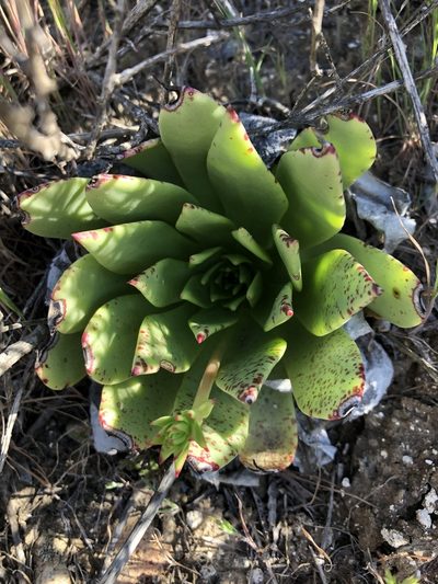 Dudleya brittonii, photographed by Kristen Francis
