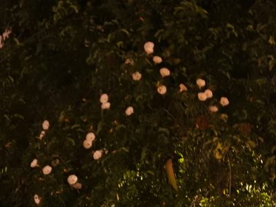 Ipomoea robinsonii, photographed by Alexis López Hernández