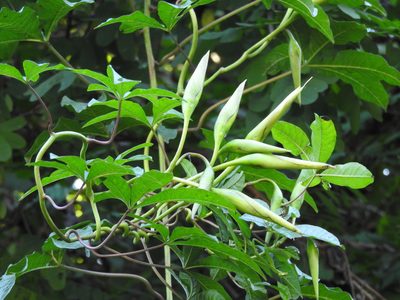 Distimake platyphyllus, photographed by Alexis López Hernández