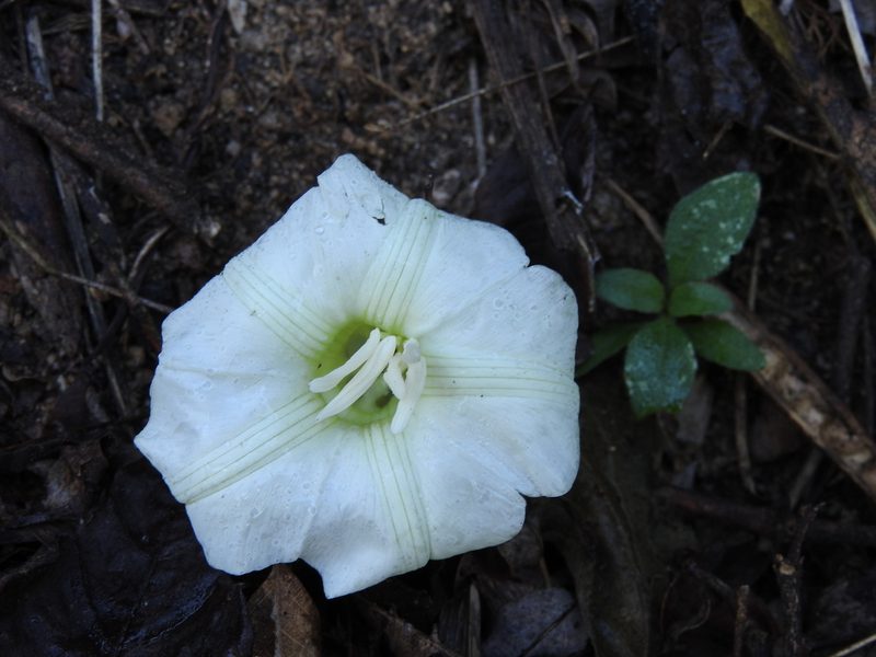 Distimake platyphyllus, photographed by Alexis López Hernández