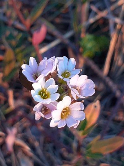 Berteroa mutabilis, photographed by viridian