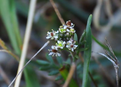 Hornungia petraea, photographed by Emanuele Santarelli
