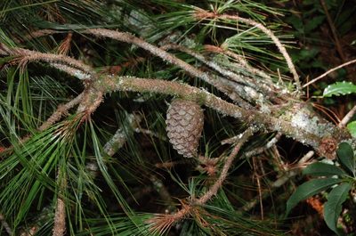 Pinus tecunumanii, photographed by Neptalí Ramírez Marcial