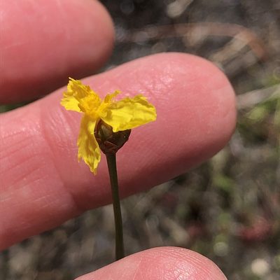 Xyris elliottii, photographed by Pete Grannis