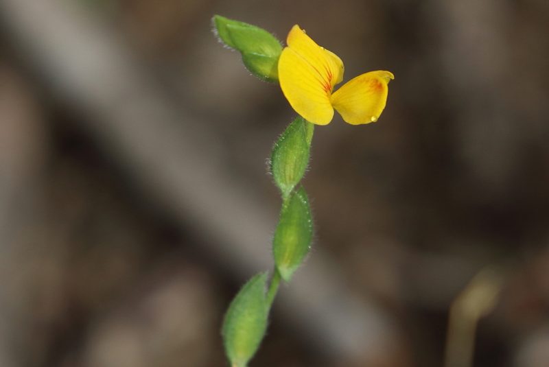 Zornia floribunda, photographed by Richard Fuller
