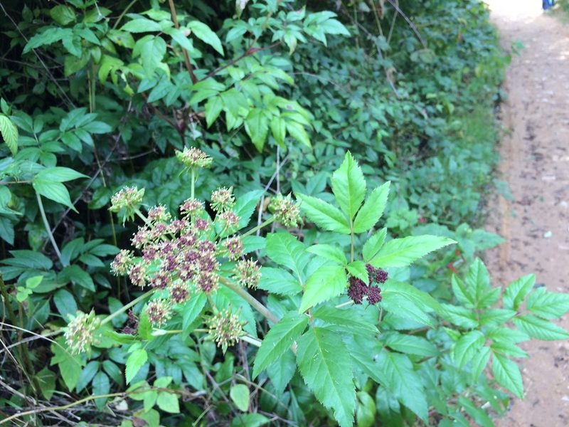 Arracacia nelsonii, photographed by Neptalí Ramírez Marcial