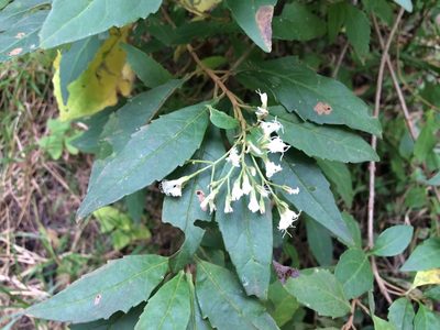 Ageratina ligustrina, photographed by Neptalí Ramírez Marcial