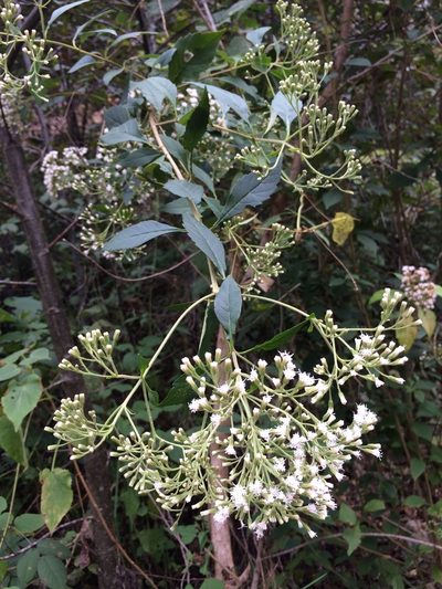 Ageratina ligustrina, photographed by Neptalí Ramírez Marcial