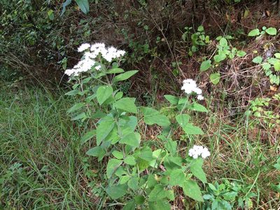 Stevia tomentosa, photographed by Neptalí Ramírez Marcial