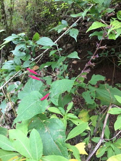 Salvia tubifera, photographed by Neptalí Ramírez Marcial